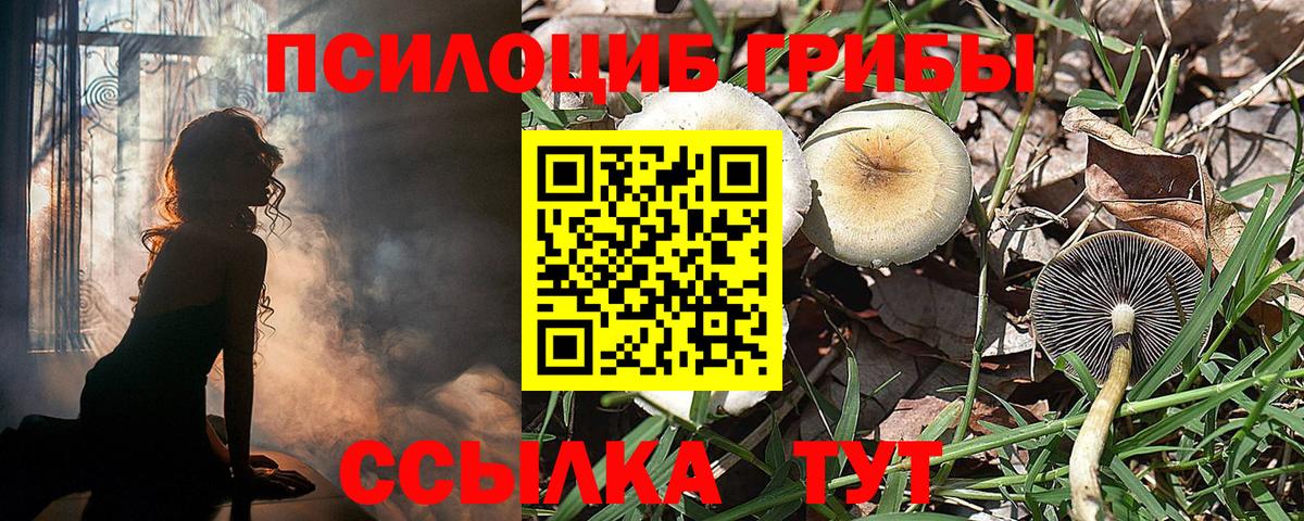 Кисловодск  Псилоцибиновые грибы Psilocybe  Вход с VPN 